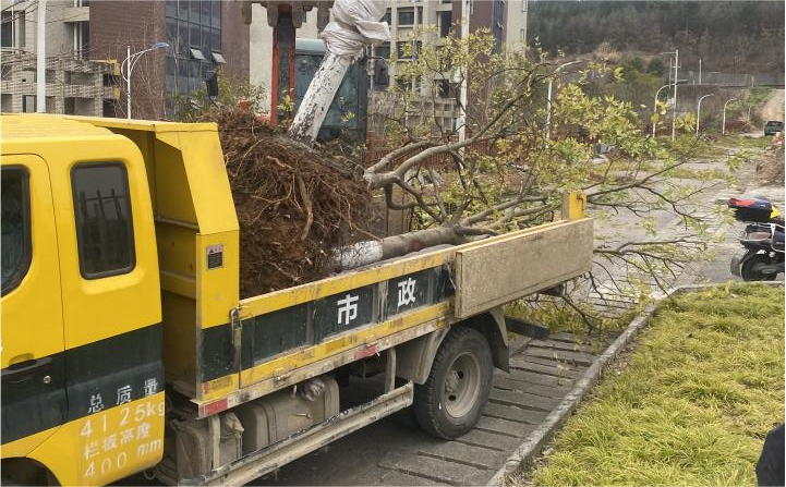 樹(shù)木移植施工